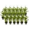 Bamboe - Set van 18 - Fargesia nitida 'Black Dragon' - Hoogte 25-40cm - ⌀14cm