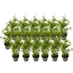 Bamboe - Set van 18 - Fargesia nitida 'Black Dragon' - Hoogte 25-40cm - ⌀14cm