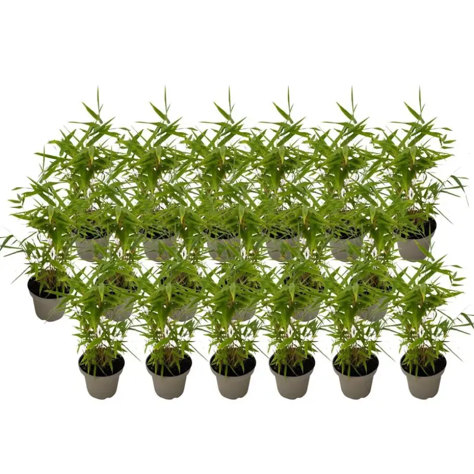 Bamboe - Set van 18 - Fargesia nitida 'Black Dragon' - Hoogte 25-40cm - ⌀14cm