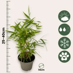 Bamboe - Set van 18 - Fargesia nitida 'Black Dragon' - Hoogte 25-40cm - ⌀14cm