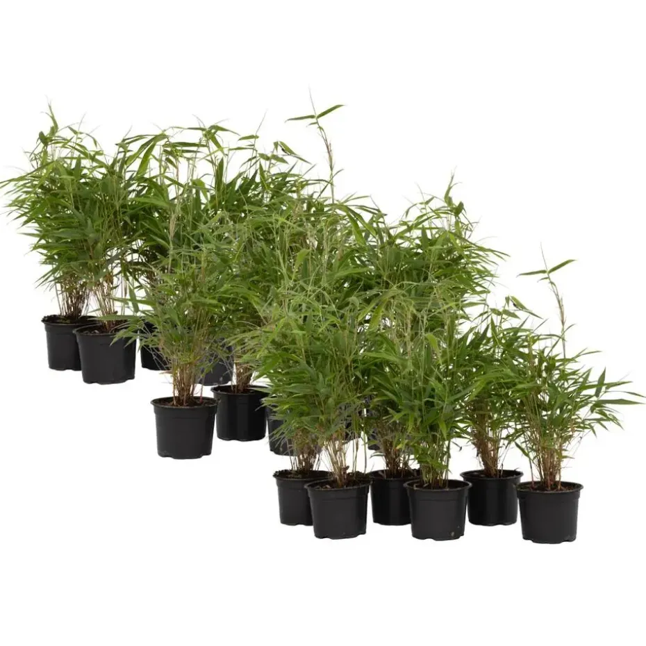 Bamboe - Set van 18 - Fargesia rufa - Hoogte 25-40cm - ⌀13cm