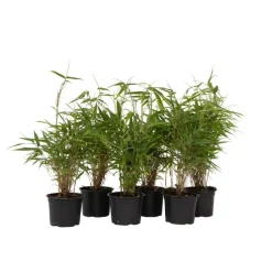 Bamboe - Set van 6 - Fargesia rufa - Hoogte 25-40cm - ⌀13cm