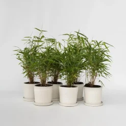 Bamboe - Set van 6 - Fargesia rufa - Hoogte 25-40cm - ⌀13cm