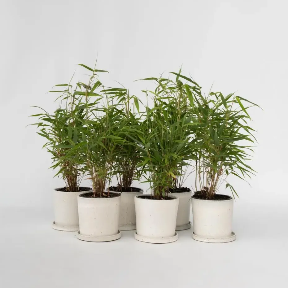 Bamboe - Set van 6 - Fargesia rufa - Hoogte 25-40cm - ⌀13cm