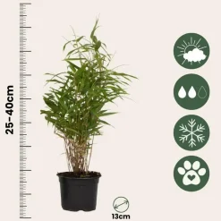 Bamboe - Set van 6 - Fargesia rufa - Hoogte 25-40cm - ⌀13cm