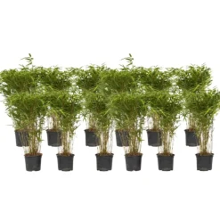 Bamboe - Set van 12 - Fargesia nitida 'Gansu' - Hoogte 50-70cm - ⌀17cm