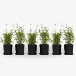 Bamboe - Set van 6 - Fargesia nitida 'Red Dragon' - Hoogte 50-70cm - ⌀17cm