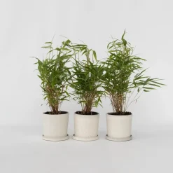 Bamboe - Set van 3 - Fargesia rufa - Hoogte 25-40cm - ⌀13cm