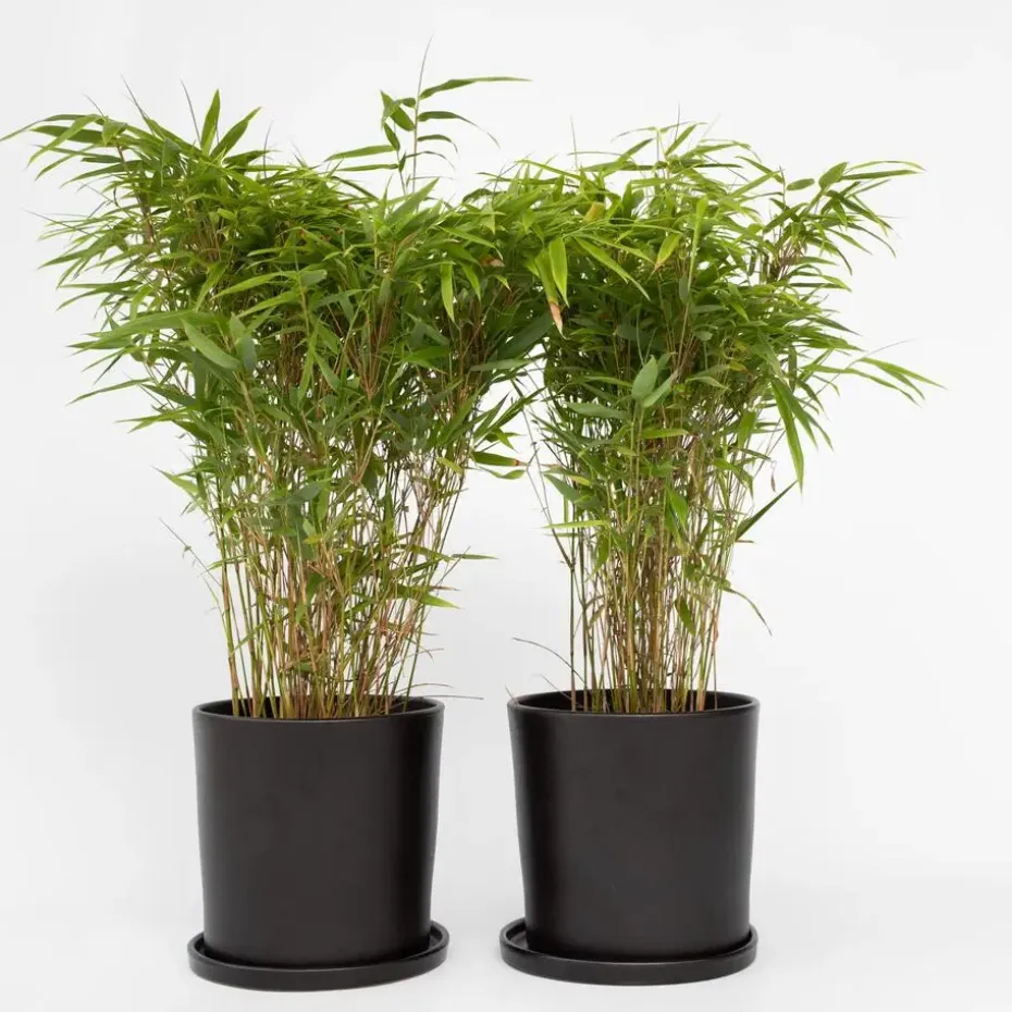 Bamboe - Set van 2 - Fargesia nitida 'Gansu' - Hoogte 50-70cm - ⌀17cm