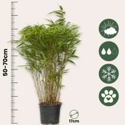 Bamboe - Set van 2 - Fargesia nitida 'Gansu' - Hoogte 50-70cm - ⌀17cm