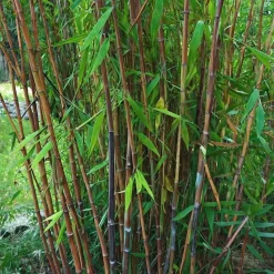 Bamboe - Set van 2 - Fargesia nitida 'Gansu' - Hoogte 50-70cm - ⌀17cm