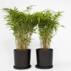 Bamboe - Set van 4 - Fargesia nitida 'Gansu' - Hoogte 50-70cm - ⌀17cm