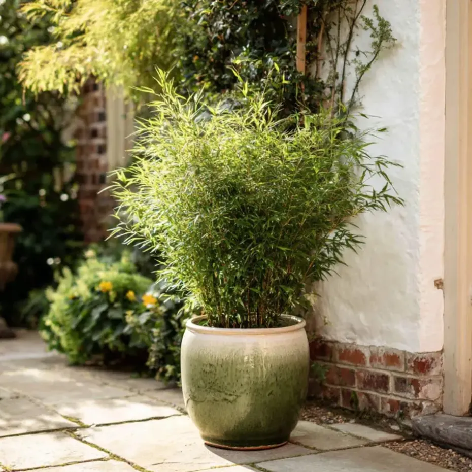 Bamboe - Set van 4 - Fargesia nitida 'Gansu' - Hoogte 50-70cm - ⌀17cm