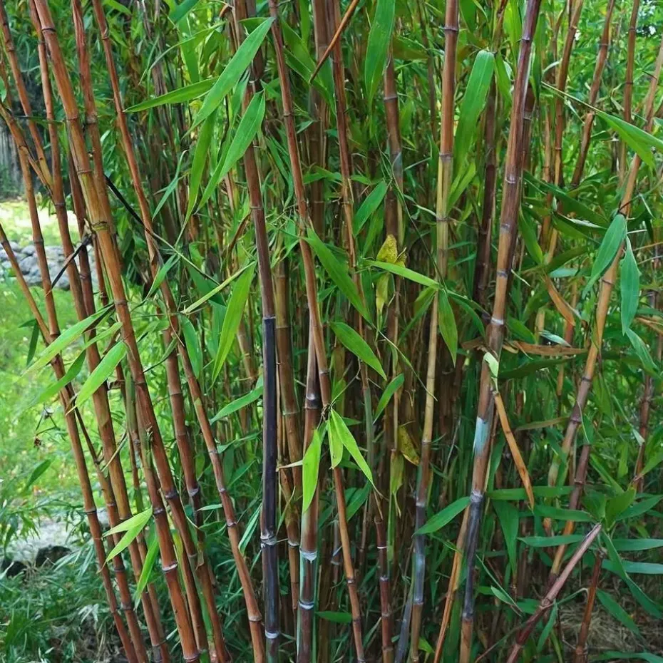 Bamboe - Set van 4 - Fargesia nitida 'Gansu' - Hoogte 50-70cm - ⌀17cm