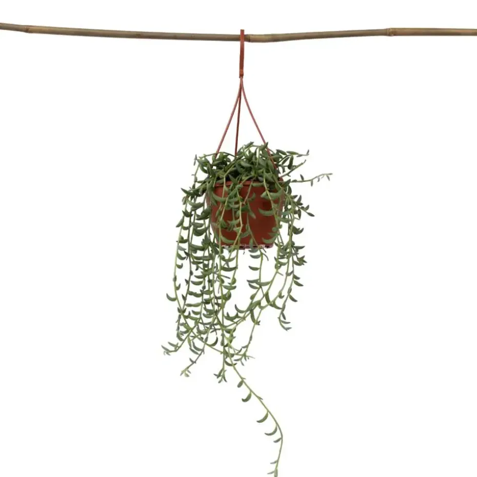 Bananenketting - Senecio radicans - Hoogte 10-20cm - ⌀12cm