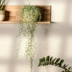 Bananenketting - Senecio radicans - Hoogte 10-20cm - ⌀12cm