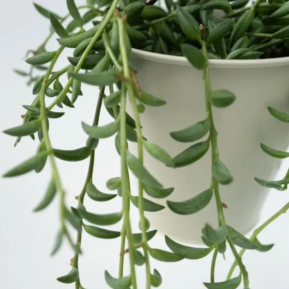 Bananenketting - Senecio radicans - Hoogte 10-20cm - ⌀12cm