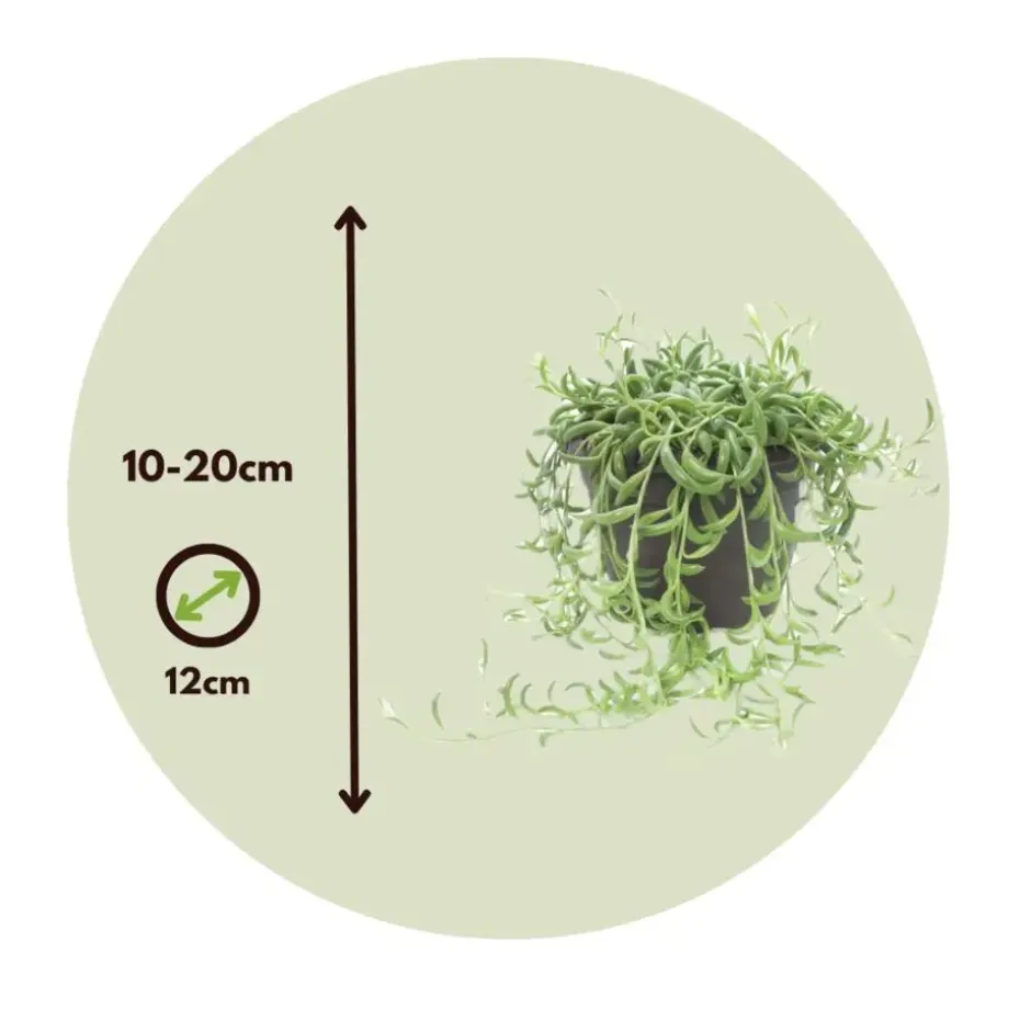 Bananenketting - Senecio radicans - Hoogte 10-20cm - ⌀12cm