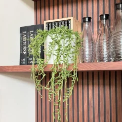 Bananenketting - Senecio radicans - Hoogte 10-20cm - ⌀12cm