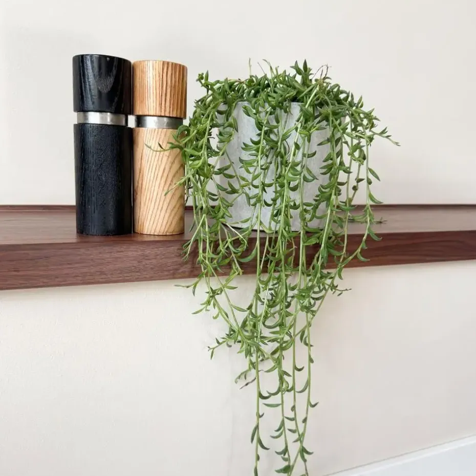 Bananenketting - Senecio radicans - Hoogte 10-20cm - ⌀12cm