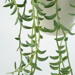 Bananenketting - Senecio radicans - Hoogte 10-20cm - ⌀12cm