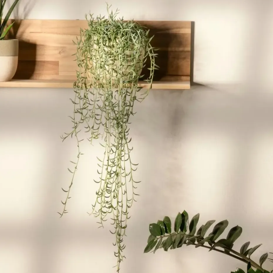 Bananenketting - Set van 2 - Senecio radicans - Hoogte 10-20cm - ⌀12cm