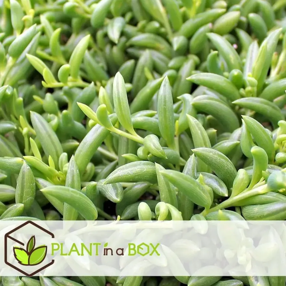 Bananenketting - Set van 2 - Senecio radicans - Hoogte 10-20cm - ⌀12cm