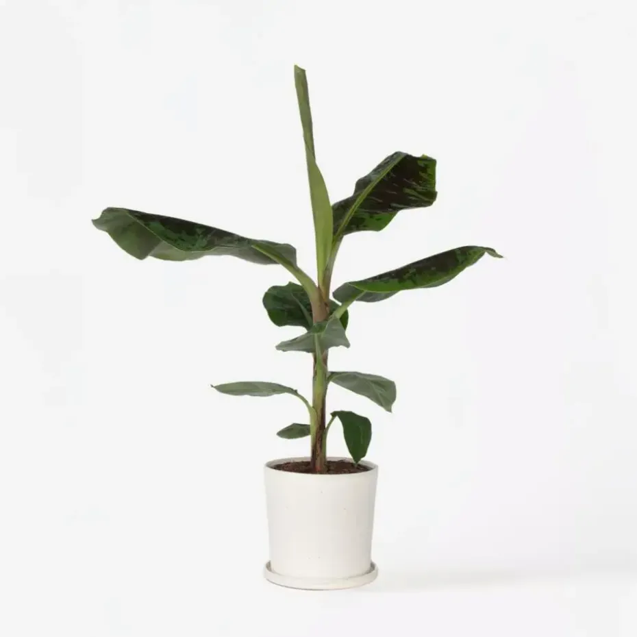 Bananenplant - Musa 'Dwarf Cavendish' - Hoogte 90-100cm - ⌀21cm