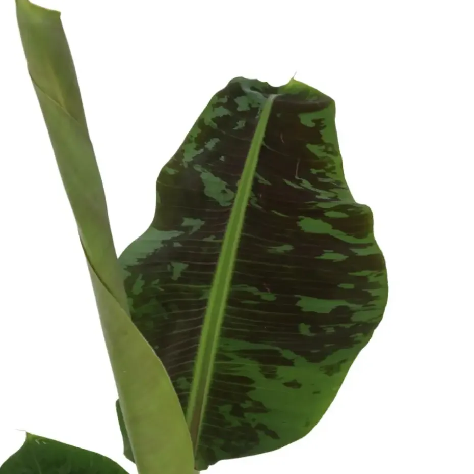 Bananenplant - Musa 'Dwarf Cavendish' - Hoogte 90-100cm - ⌀21cm