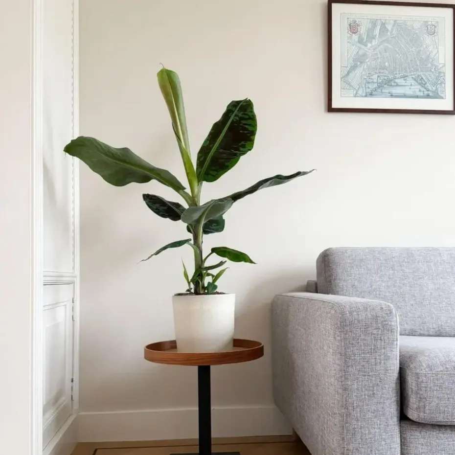 Bananenplant - Musa 'Dwarf Cavendish' - Hoogte 90-100cm - ⌀21cm