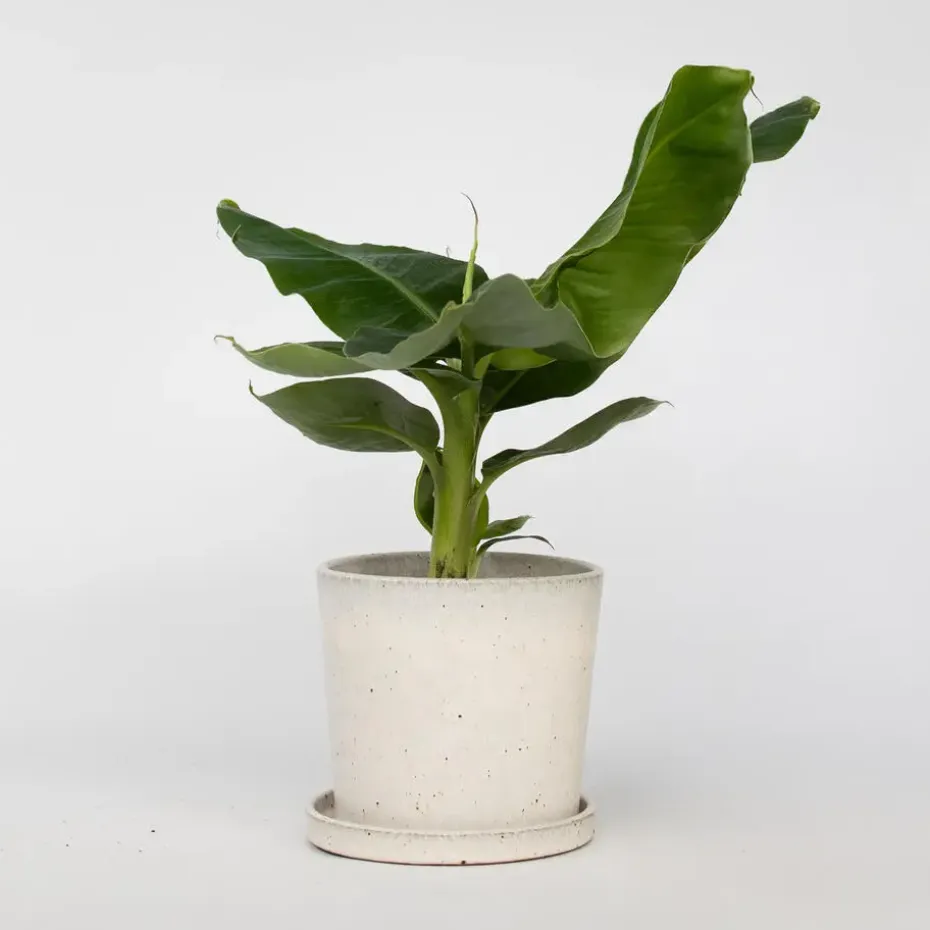 Bananenplant - Musa 'Oriental Dwarf' - Hoogte 25-40cm - ⌀12cm