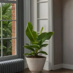 Bananenplant - Musa 'Oriental Dwarf' - Hoogte 25-40cm - ⌀12cm