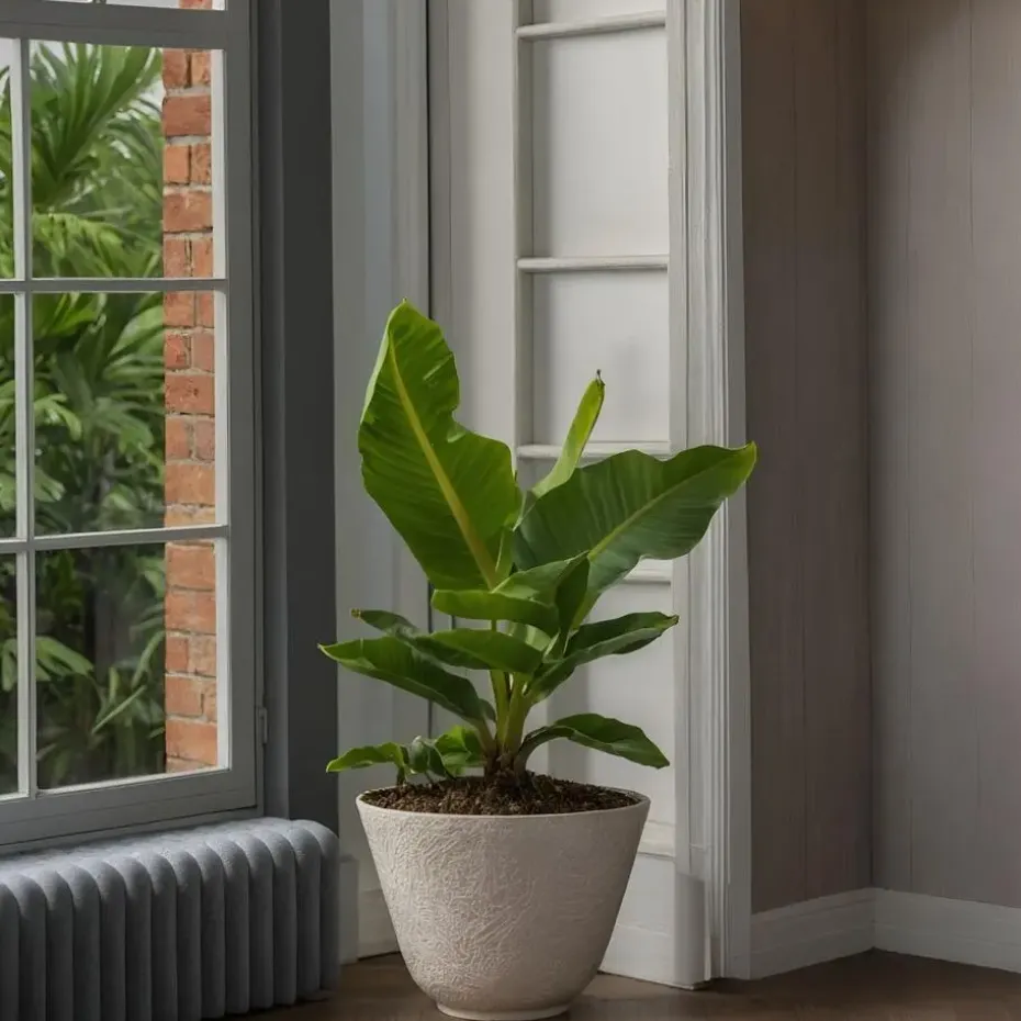 Bananenplant - Musa 'Oriental Dwarf' - Hoogte 25-40cm - ⌀12cm