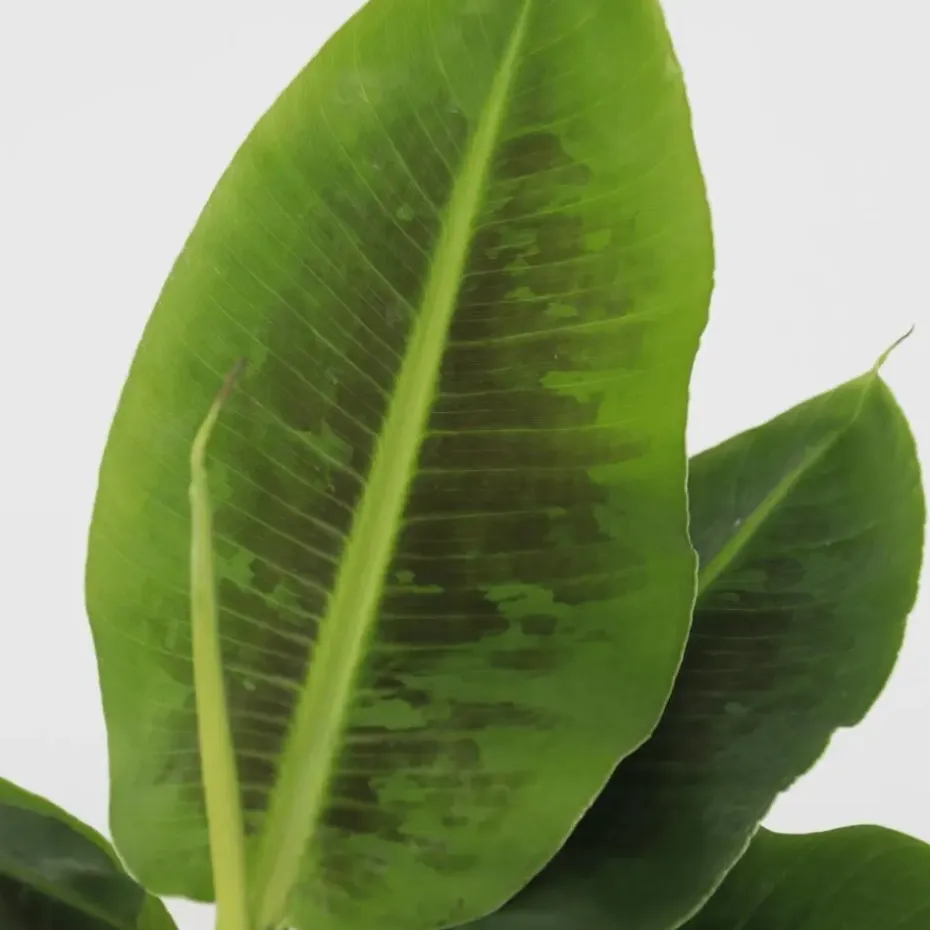 Bananenplant - Musa 'Oriental Dwarf' - Hoogte 25-40cm - ⌀12cm