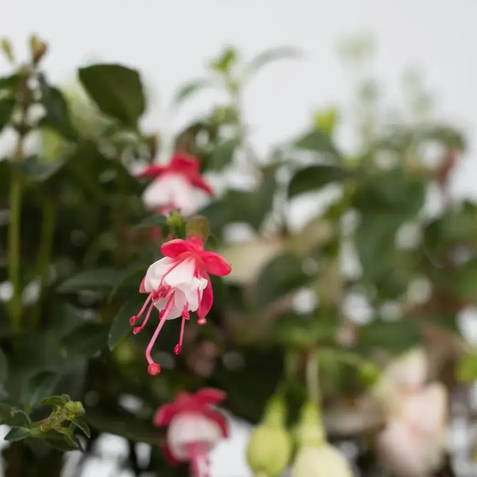 Bellenplant - Set van 3 - Fuchsia magellanica - Hoogte 10-20cm - ⌀9cm