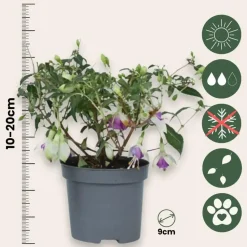 Bellenplant - Set van 3 - Fuchsia magellanica - Hoogte 10-20cm - ⌀9cm