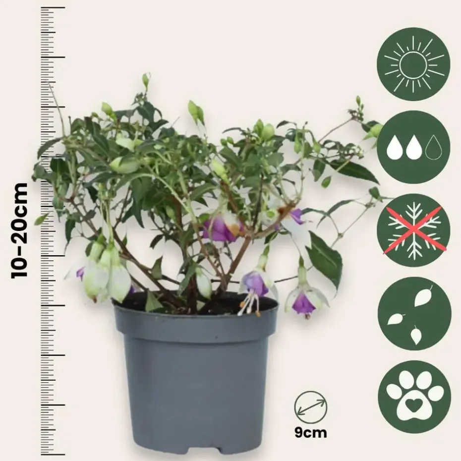 Bellenplant - Set van 3 - Fuchsia magellanica - Hoogte 10-20cm - ⌀9cm