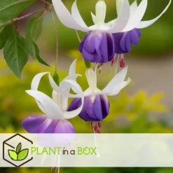 Bellenplant - Set van 3 - Fuchsia magellanica - Hoogte 10-20cm - ⌀9cm