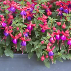 Bellenplant - Set van 3 - Fuchsia magellanica - Hoogte 10-20cm - ⌀9cm