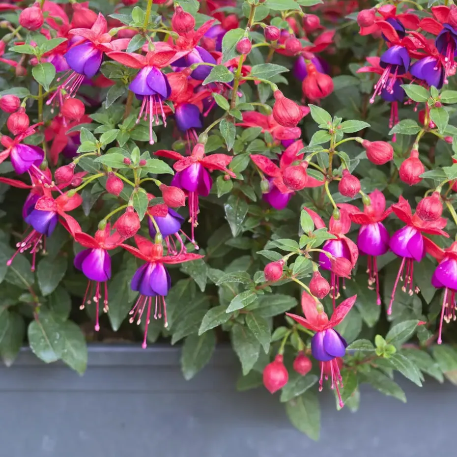 Bellenplant - Set van 3 - Fuchsia magellanica - Hoogte 10-20cm - ⌀9cm