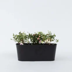 Bellenplant - Set van 6 - Fuchsia magellanica - Hoogte 10-20cm - ⌀9cm