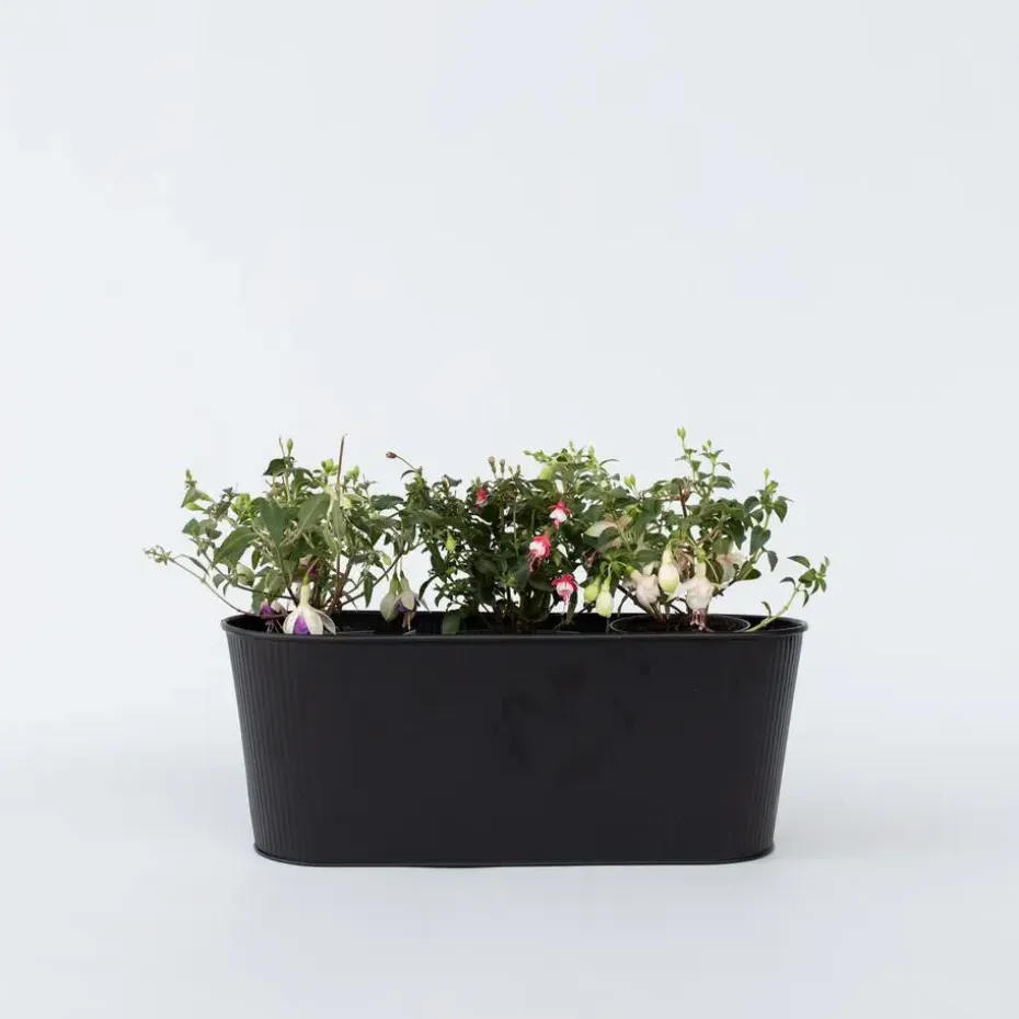 Bellenplant - Set van 6 - Fuchsia magellanica - Hoogte 10-20cm - ⌀9cm