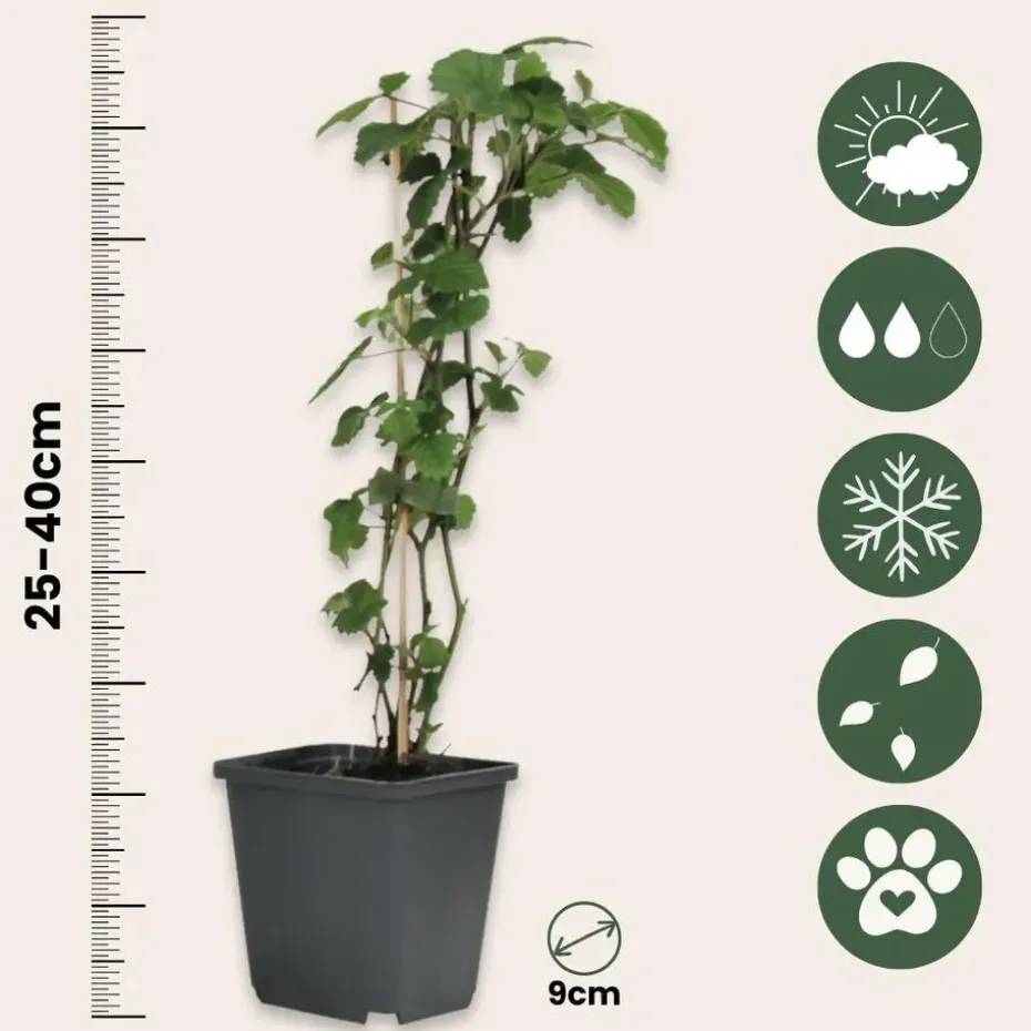 Bessenplanten - Set van 4 - Rubus Rubrum Uva Fructosus - Hoogte 25-40cm - ⌀9cm