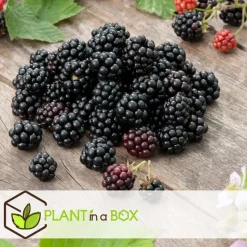 Bessenplanten - Set van 4 - Rubus Rubrum Uva Fructosus - Hoogte 25-40cm - ⌀9cm