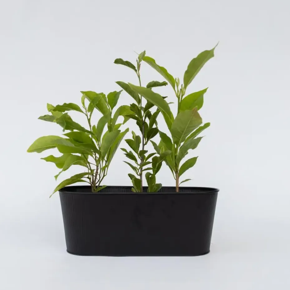 Beverboom - Set van 3 - Magnolia 'Susan' - Hoogte 25-40cm - ⌀9cm