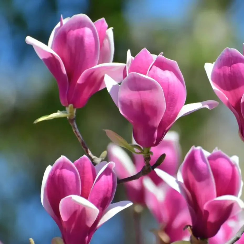 Beverboom - Set van 3 - Magnolia 'Susan' - Hoogte 25-40cm - ⌀9cm