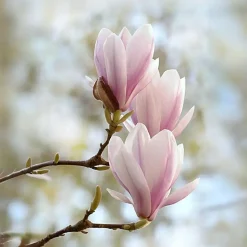 Beverboom - Set van 3 - Magnolia 'Soulangea' - Hoogte 25-40cm - ⌀9cm
