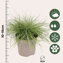 Blauw schapegras - Set van 18 - Festuca 'Elijah Blue' - Hoogte 10-15cm - ⌀9cm