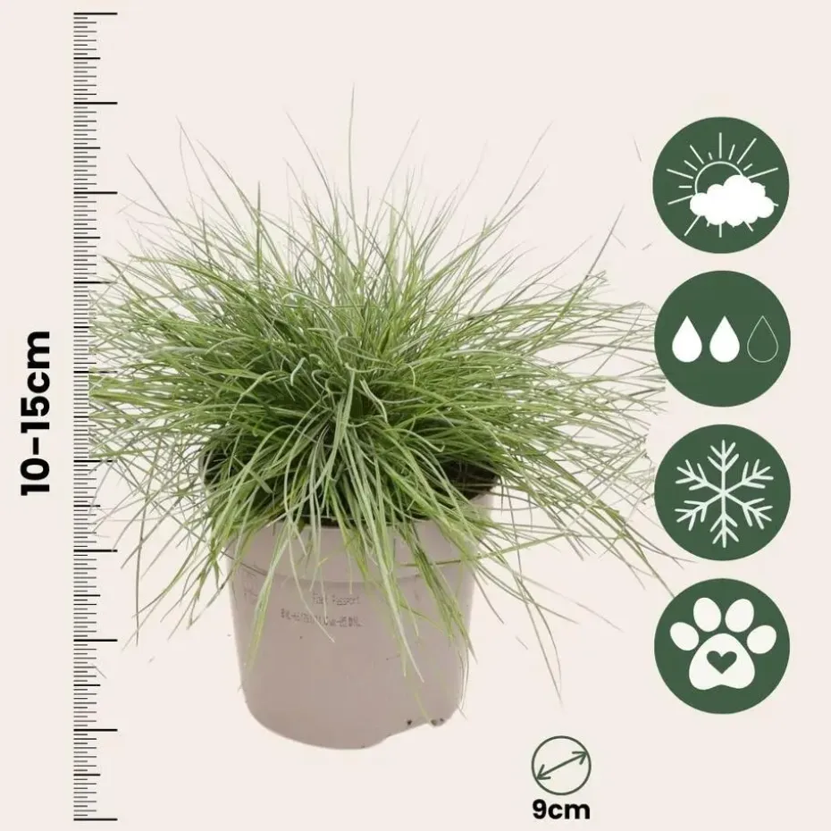 Blauw schapegras - Set van 18 - Festuca 'Elijah Blue' - Hoogte 10-15cm - ⌀9cm