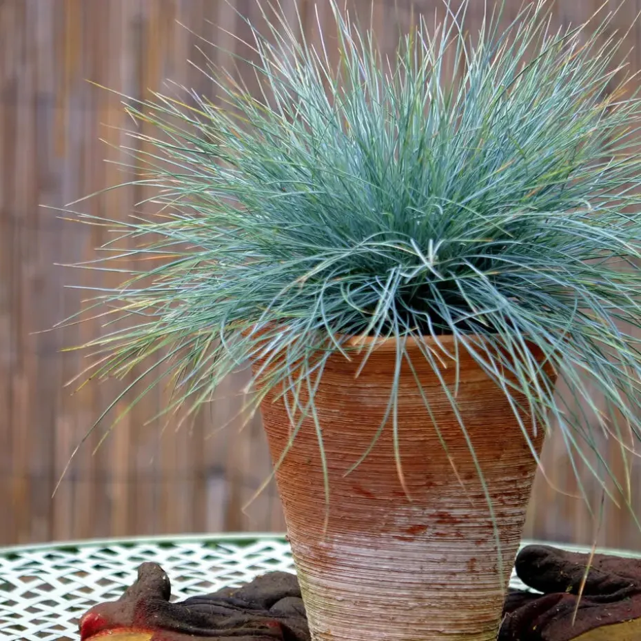 Blauw schapegras - Set van 18 - Festuca 'Elijah Blue' - Hoogte 10-15cm - ⌀9cm